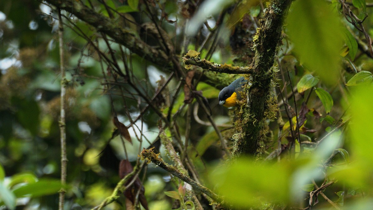 Yellow-throated Tanager - Miguel Aguilar @birdnomad