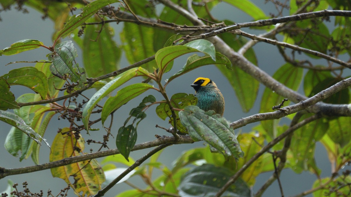 Saffron-crowned Tanager - ML614587217