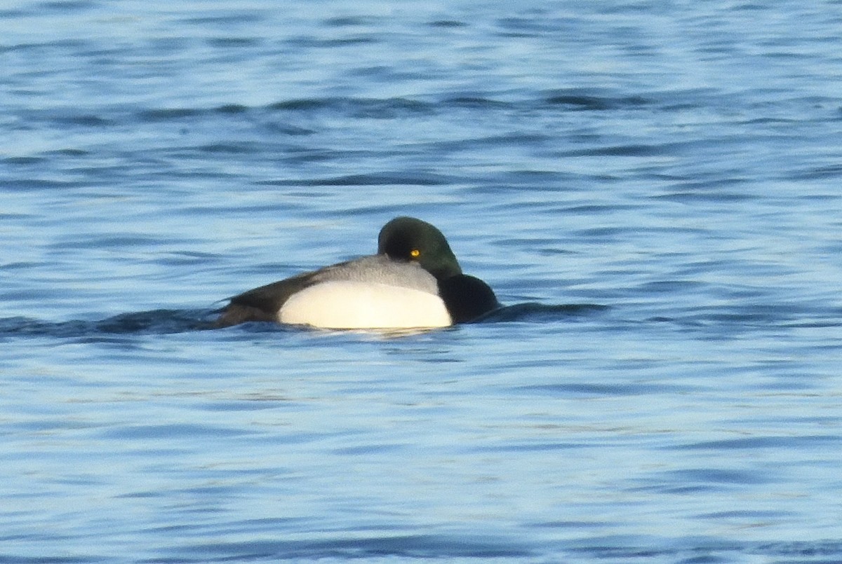 Greater Scaup - ML614587328