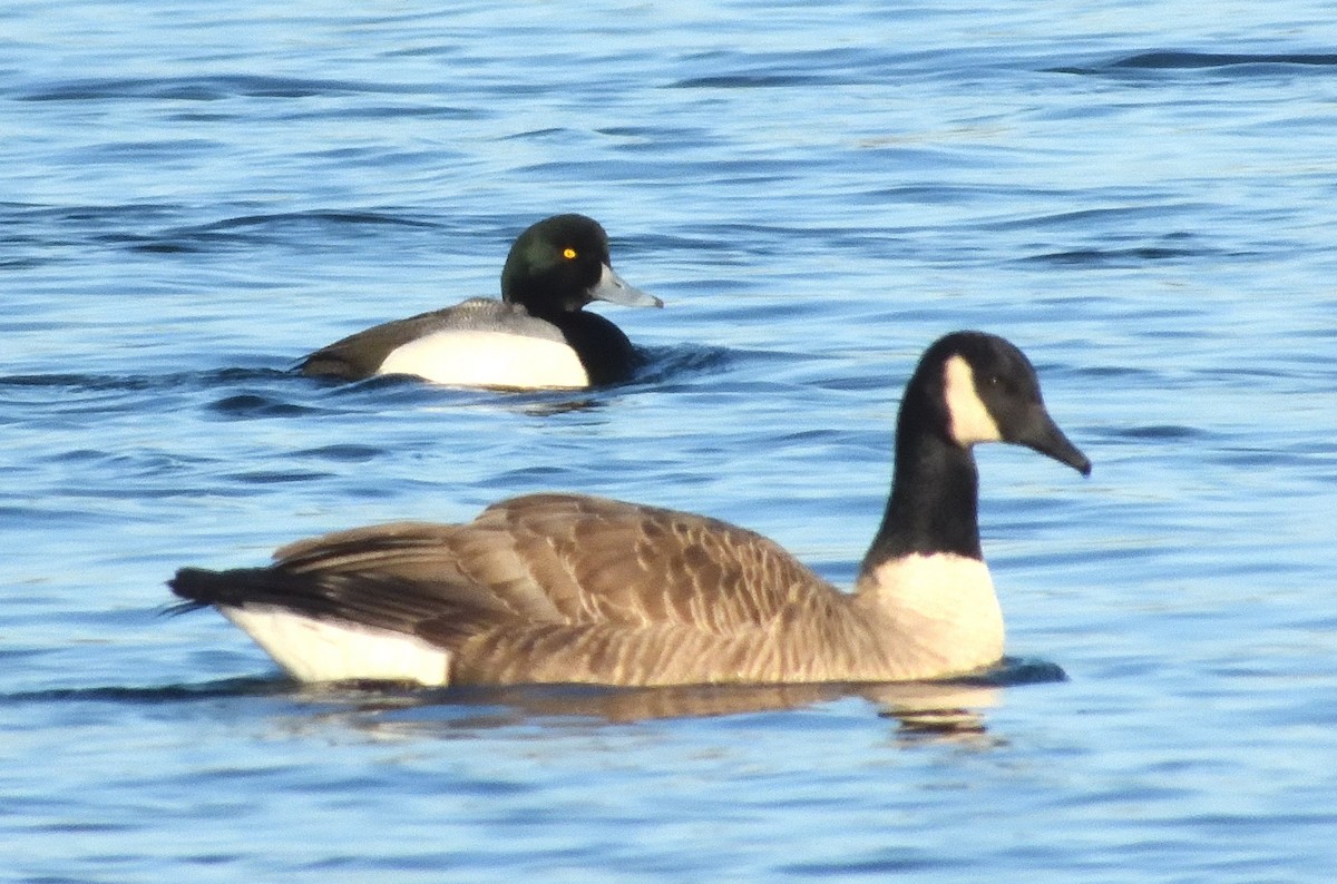 Greater Scaup - ML614587331