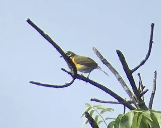 Yellow-breasted Chat - ML614587787