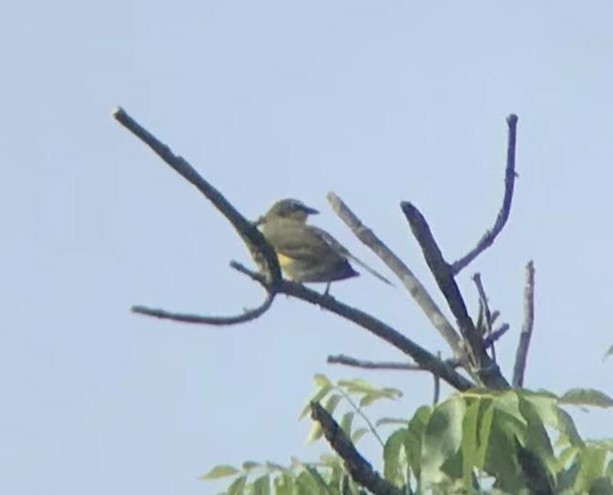 Yellow-breasted Chat - ML614587788