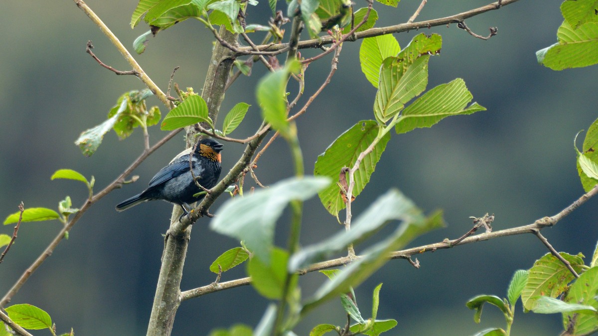 Silvery Tanager - Miguel Aguilar @birdnomad