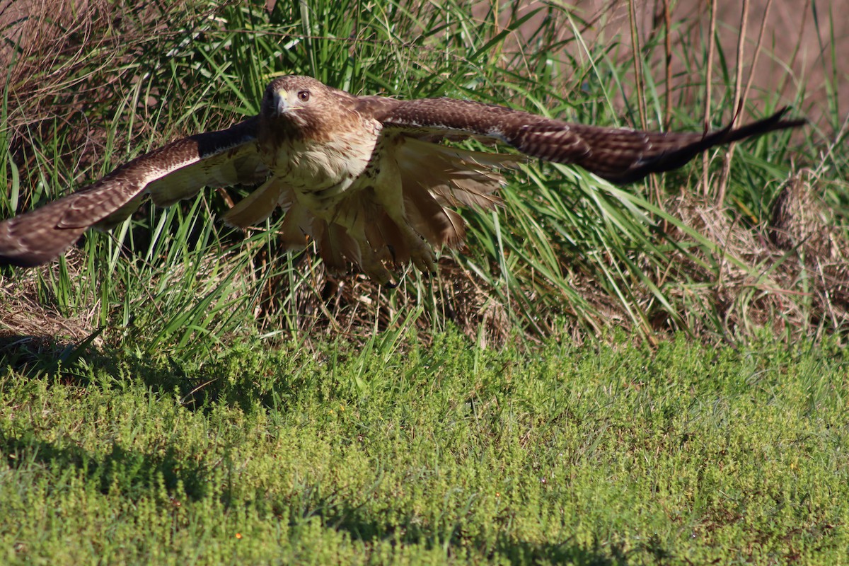 Red-tailed Hawk - Mark Kamprath
