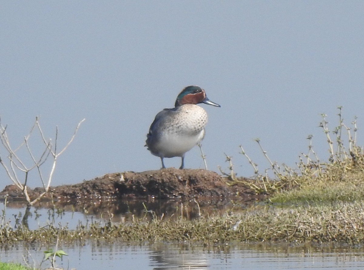 Green-winged Teal - ML614588478