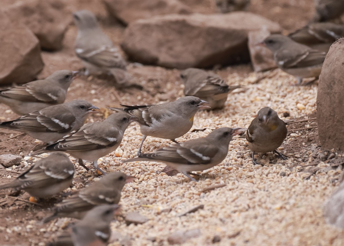 Yellow-throated Sparrow - Martin Allen