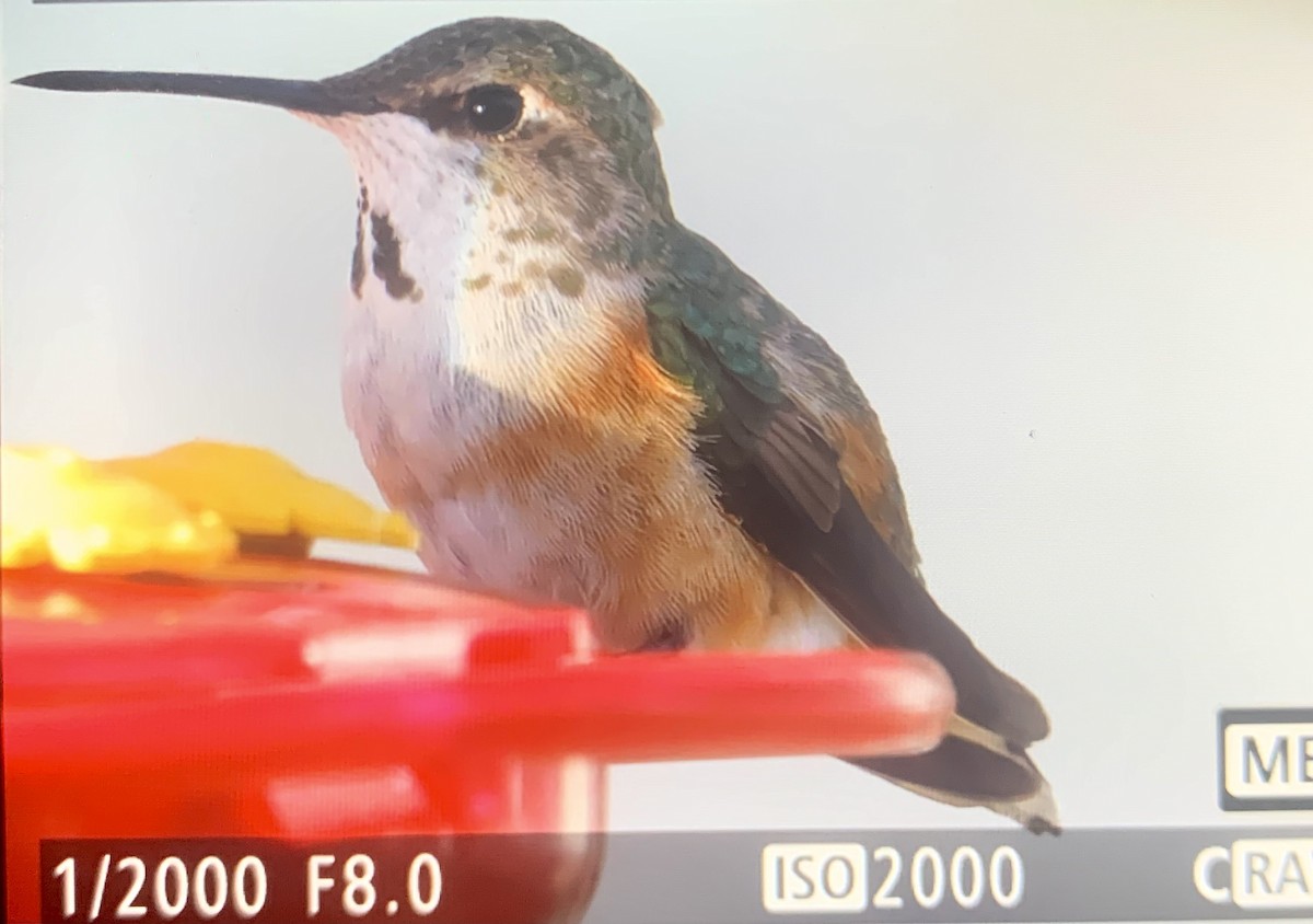 Rufous Hummingbird - ML614589181