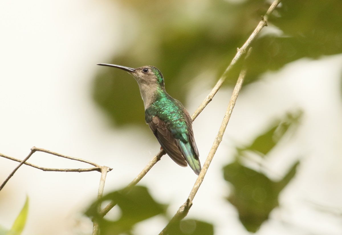 Wedge-tailed Sabrewing (Long-tailed) - ML614589226