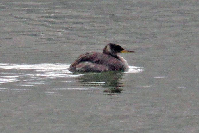 Red-necked Grebe - ML614589381