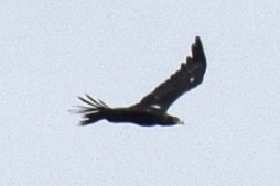 Wedge-tailed Eagle - ML614589412