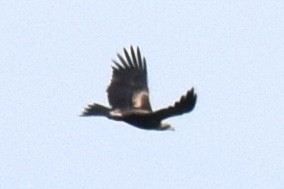 Wedge-tailed Eagle - ML614589413