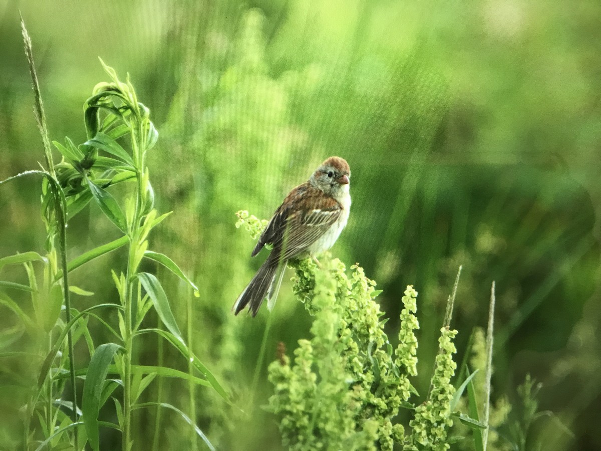 Field Sparrow - CR EF