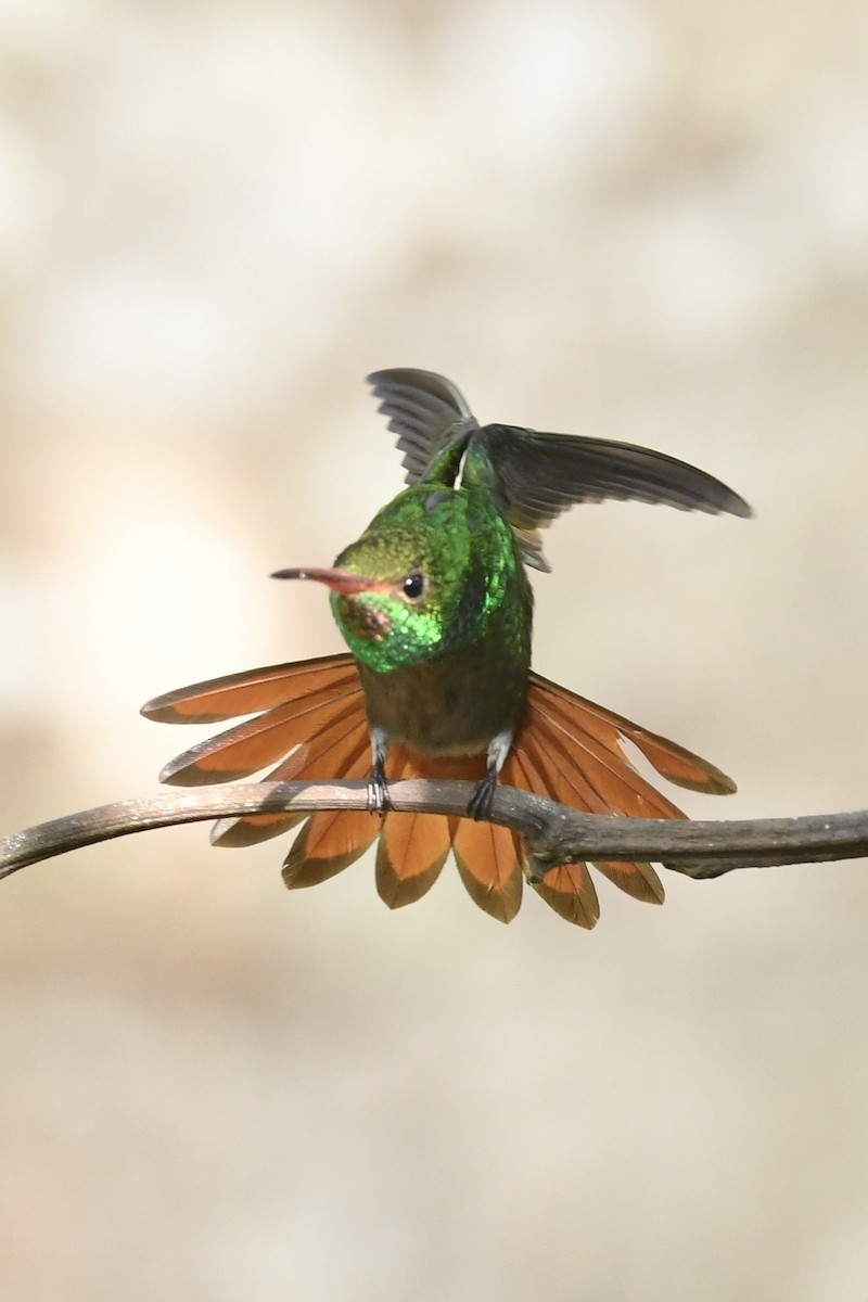 Rufous-tailed Hummingbird - Kate Derbyshire