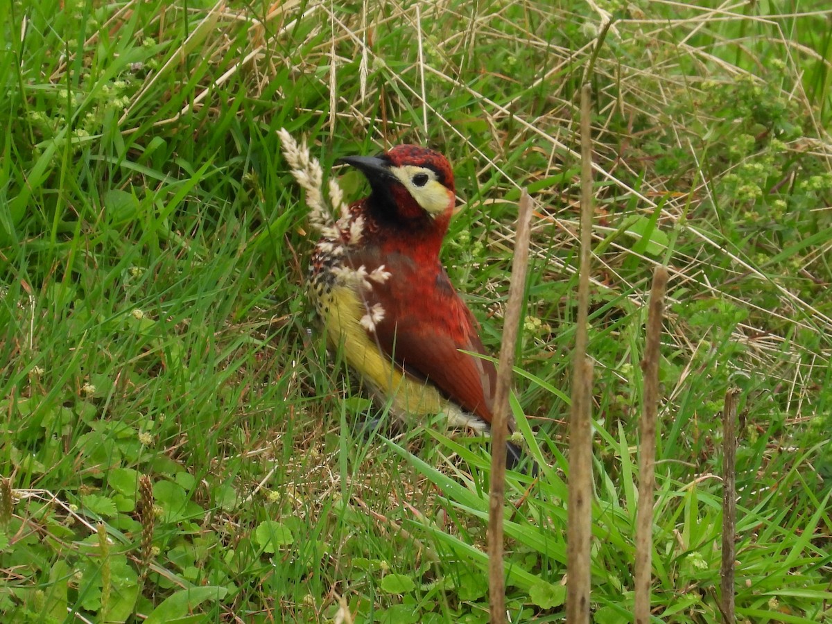 Crimson-mantled Woodpecker (Crimson-mantled) - David Wheeler