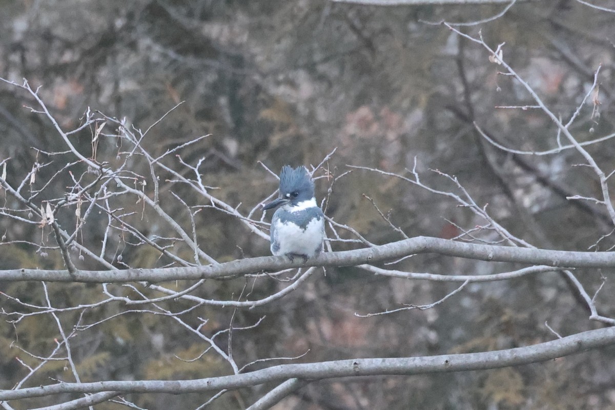 Belted Kingfisher - ML614589547