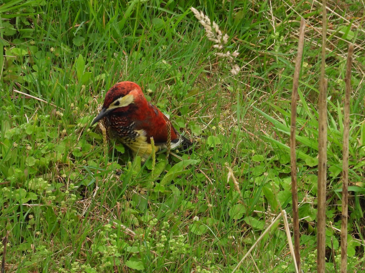 Crimson-mantled Woodpecker (Crimson-mantled) - ML614589549