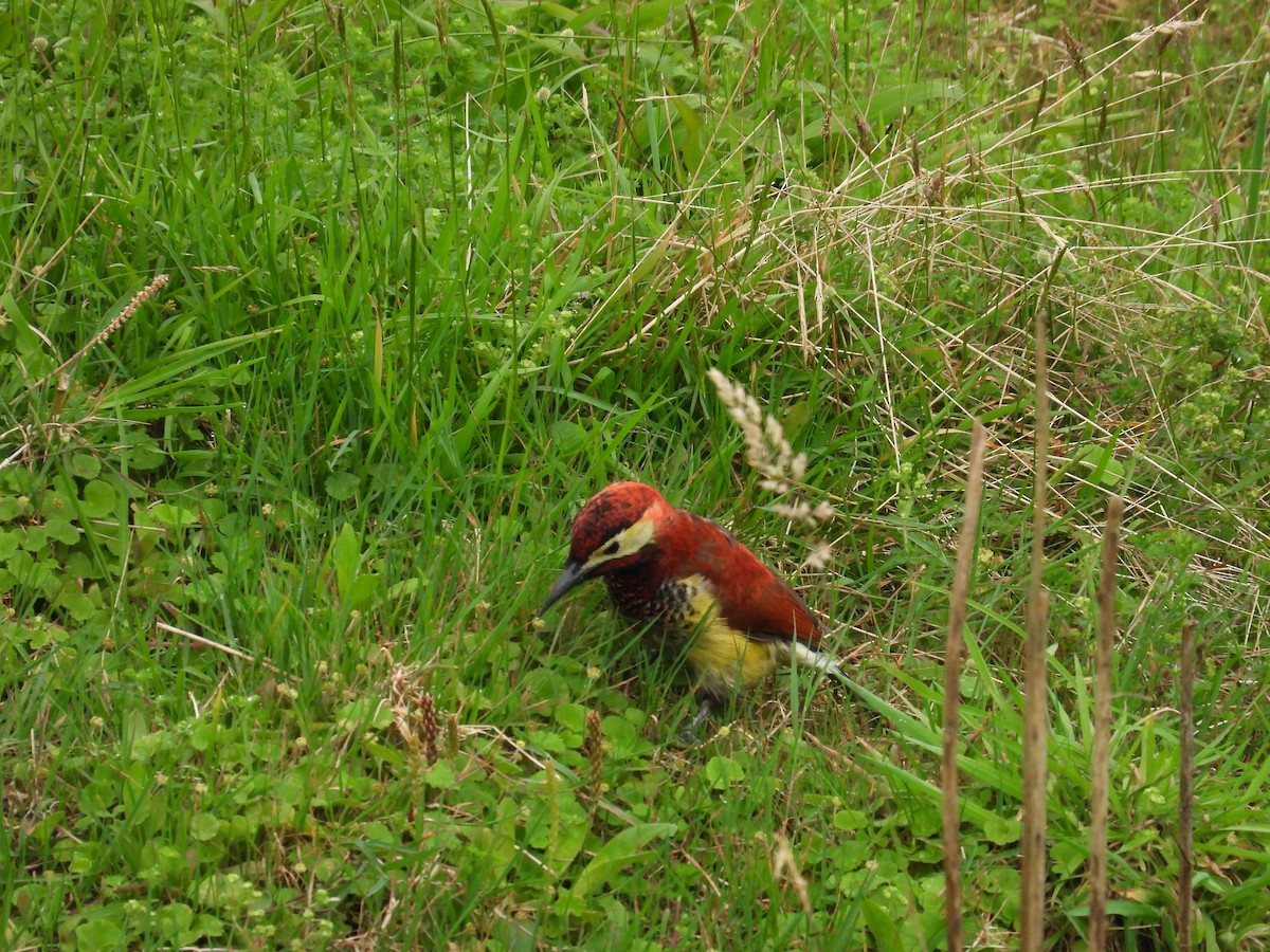 Crimson-mantled Woodpecker (Crimson-mantled) - ML614589551