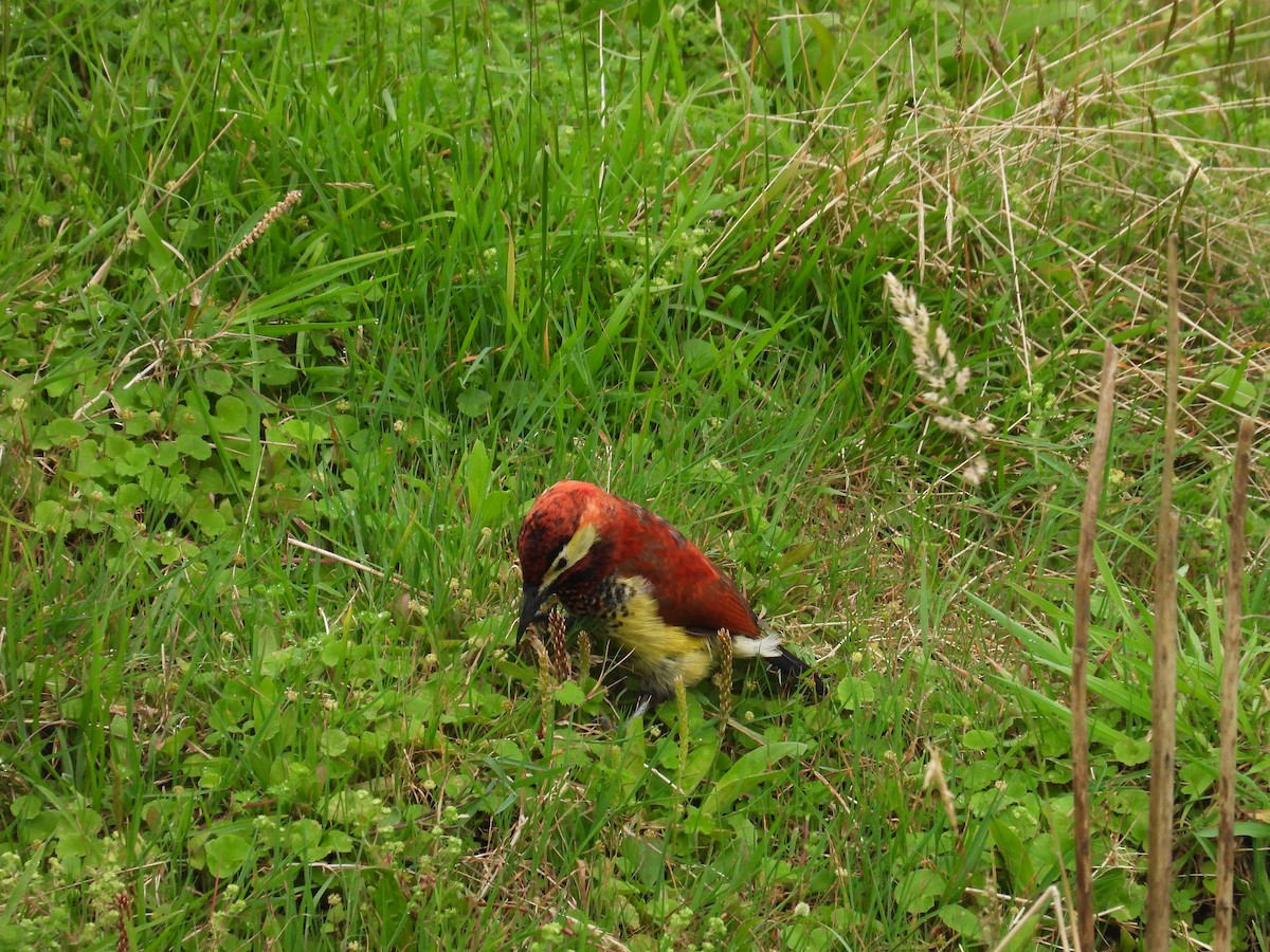 Crimson-mantled Woodpecker (Crimson-mantled) - David Wheeler