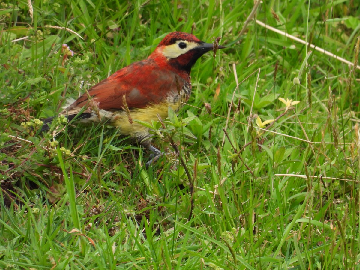 Crimson-mantled Woodpecker (Crimson-mantled) - ML614589553