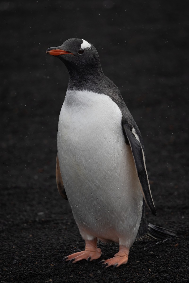 Gentoo Penguin - Mouser Williams