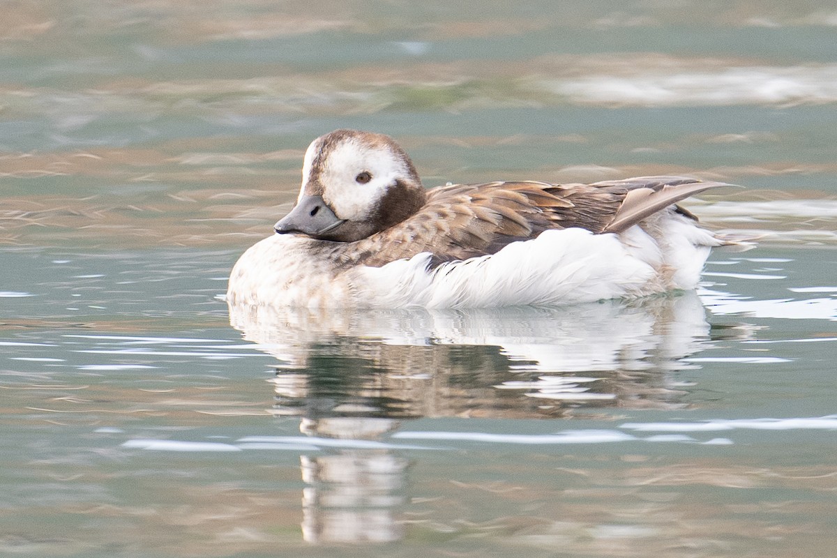 Long-tailed Duck - ML614589779