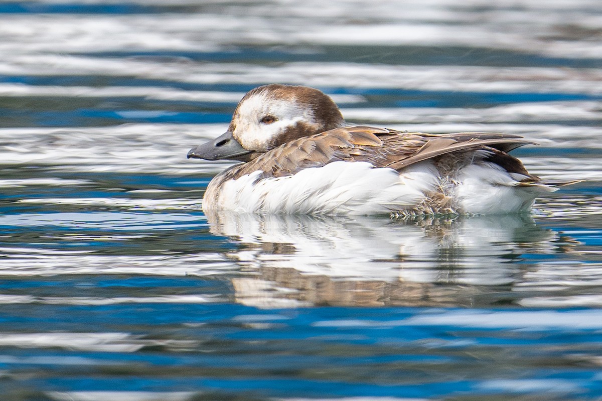 Long-tailed Duck - ML614589783