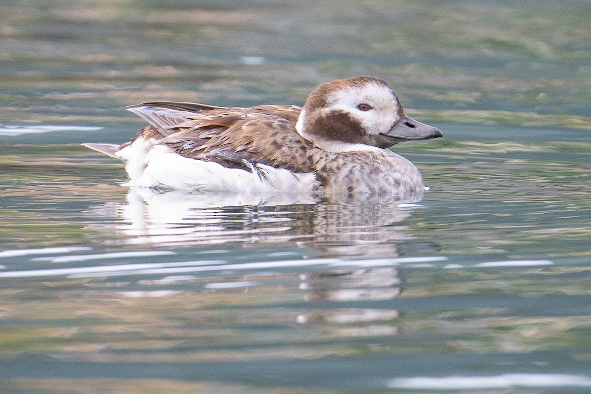 Long-tailed Duck - ML614589785