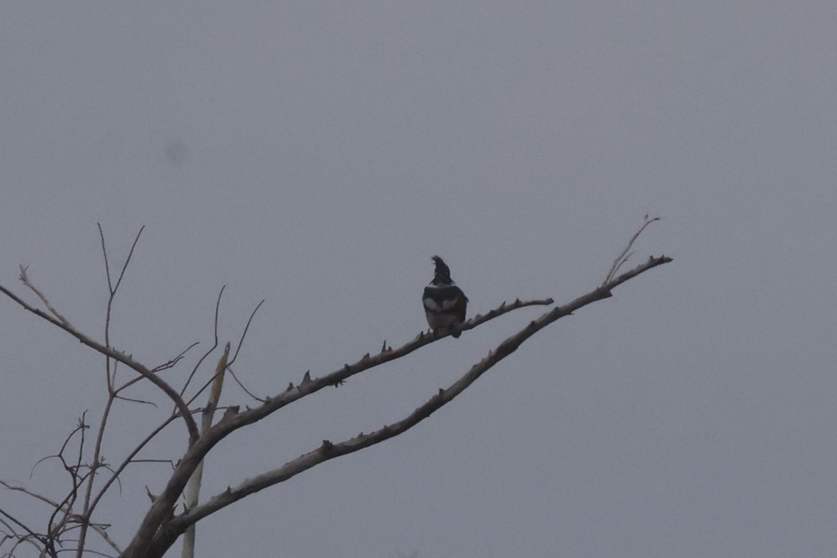 Belted Kingfisher - ML614589872