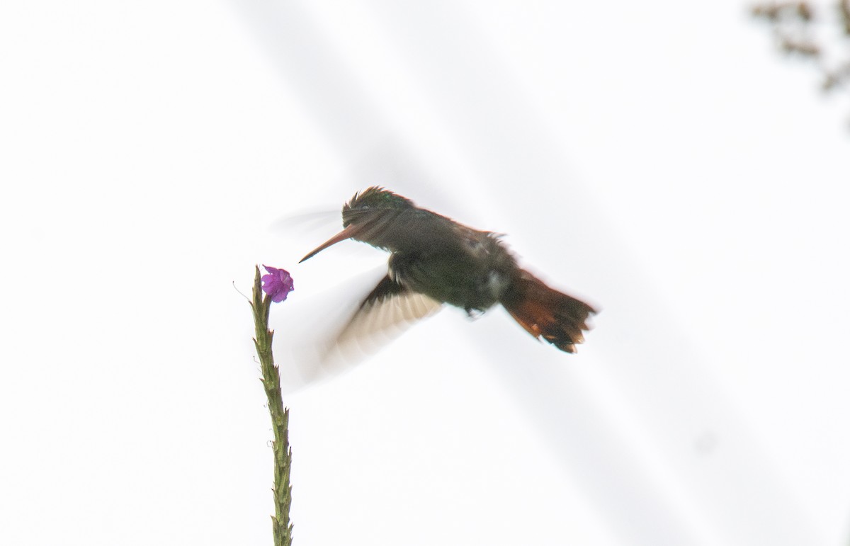 kolibřík savanový - ML614590043