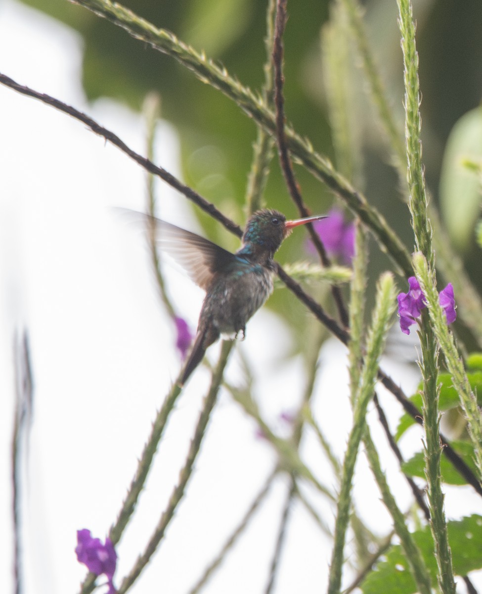 kolibřík savanový - ML614590044
