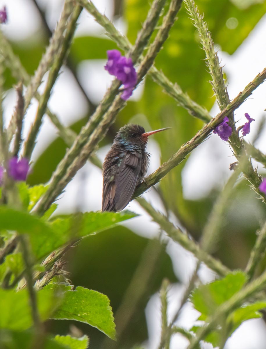 kolibřík savanový - ML614590045