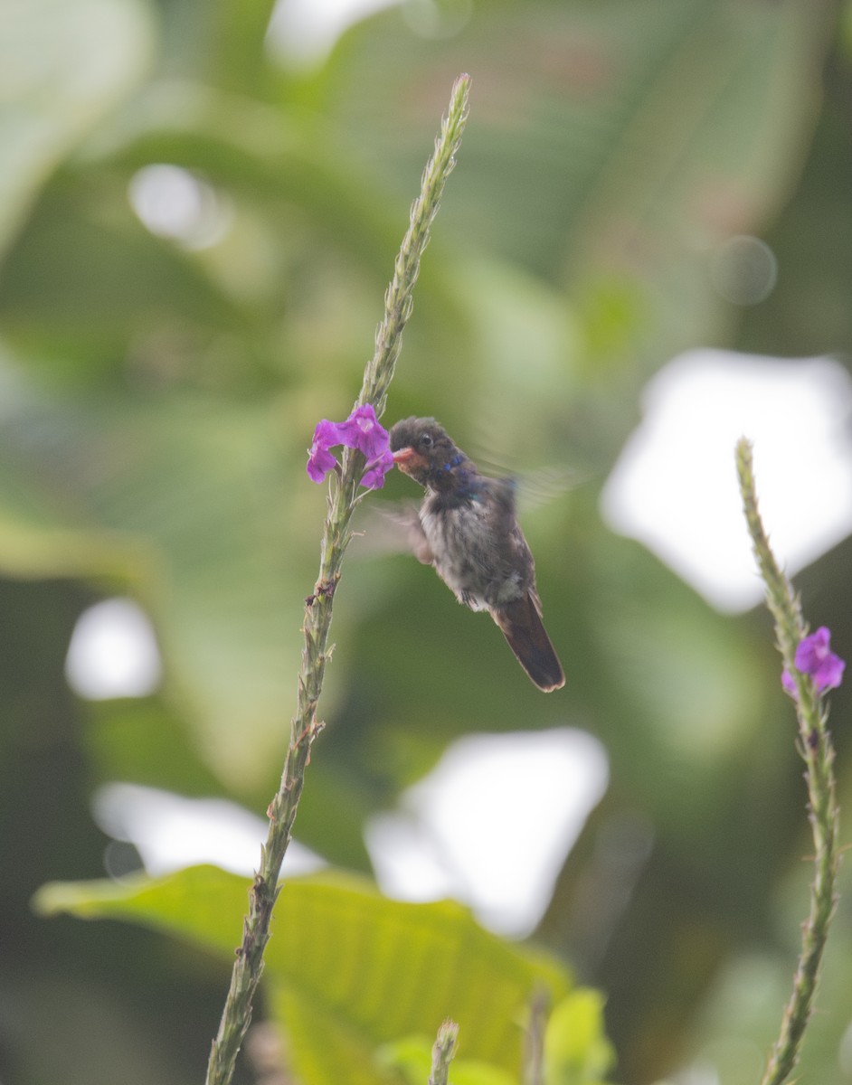 kolibřík savanový - ML614590046