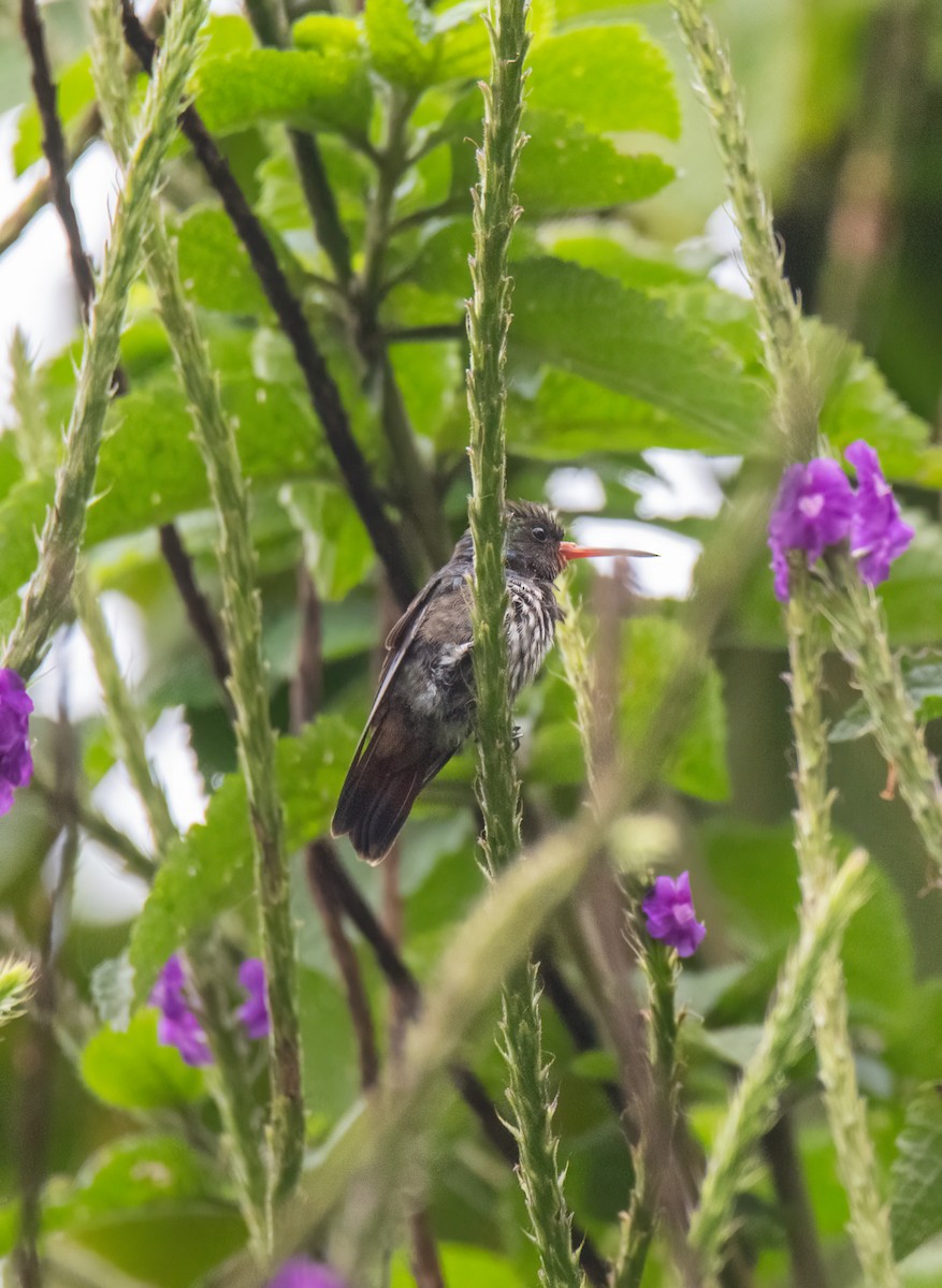 kolibřík savanový - ML614590048