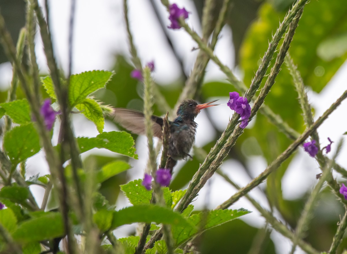 kolibřík savanový - ML614590049
