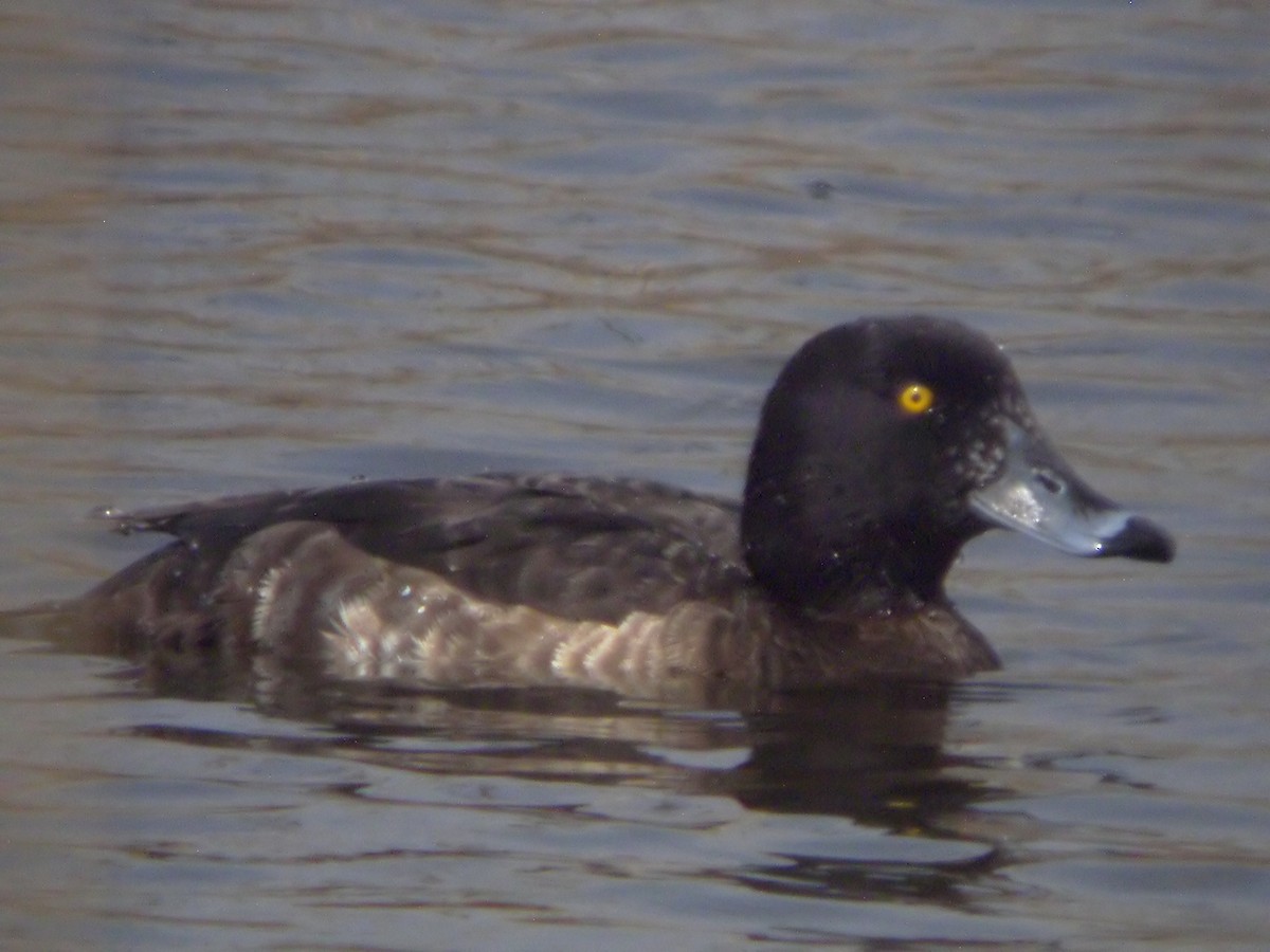 Tufted Duck - ML614590123