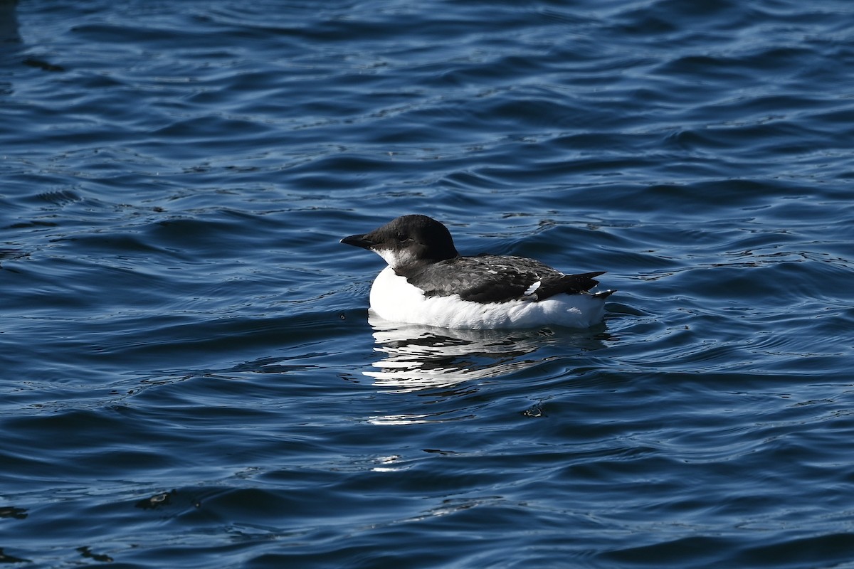 Thick-billed Murre - ML614590375