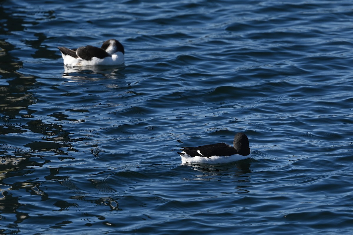 Thick-billed Murre - ML614590386