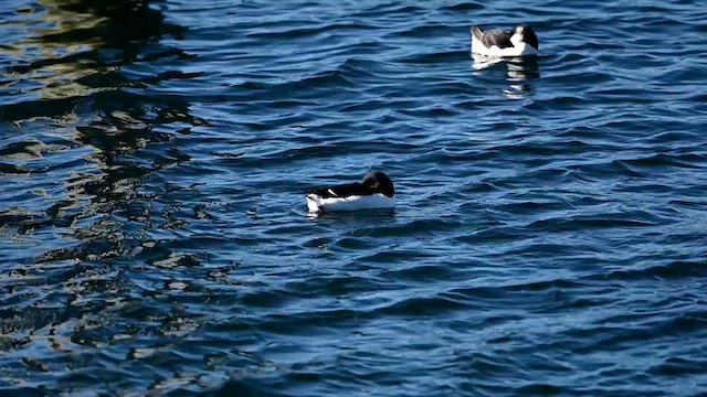Thick-billed Murre - ML614590536