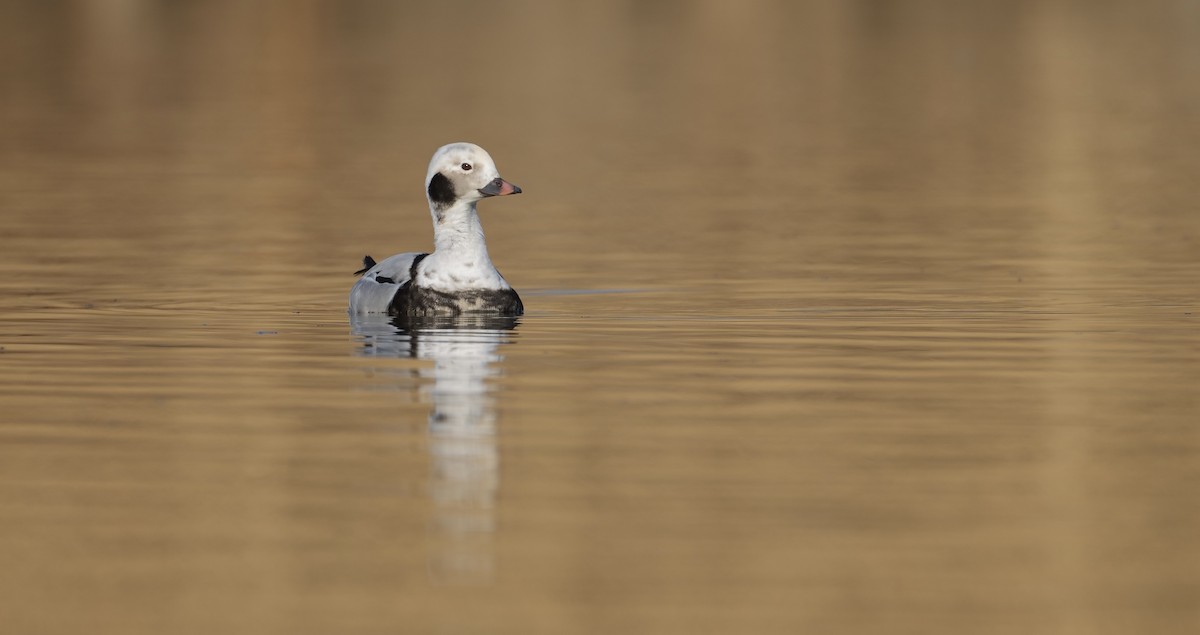Long-tailed Duck - ML614590564