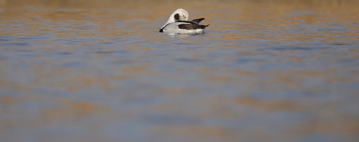 Long-tailed Duck - ML614590565