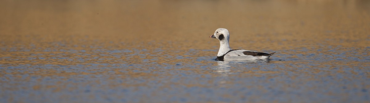 Long-tailed Duck - ML614590566