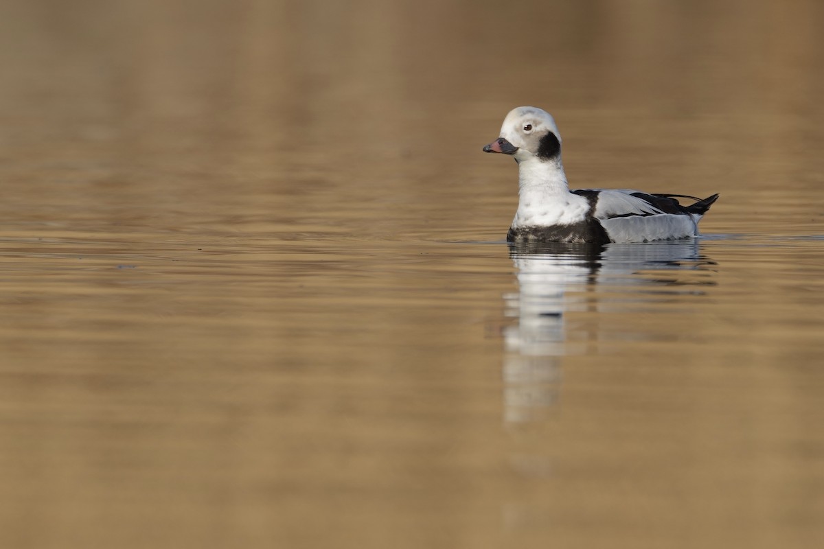 Long-tailed Duck - ML614590567