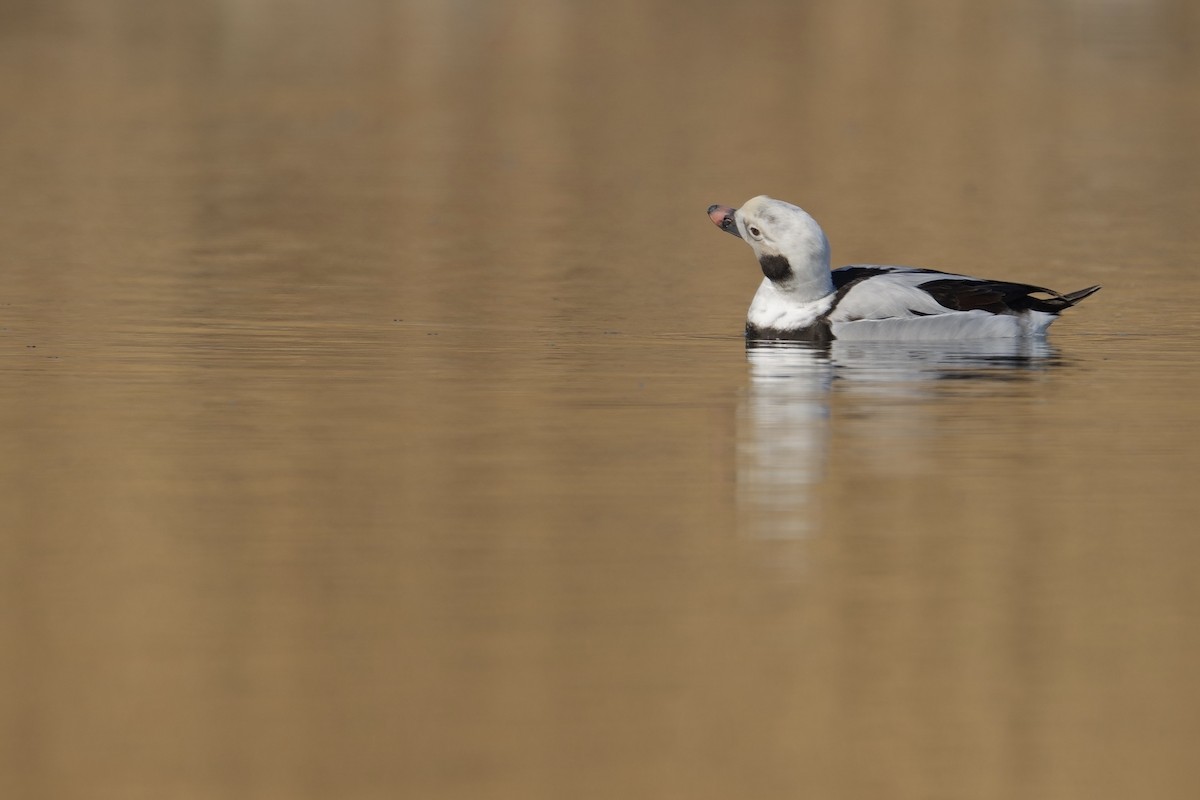 Long-tailed Duck - ML614590568