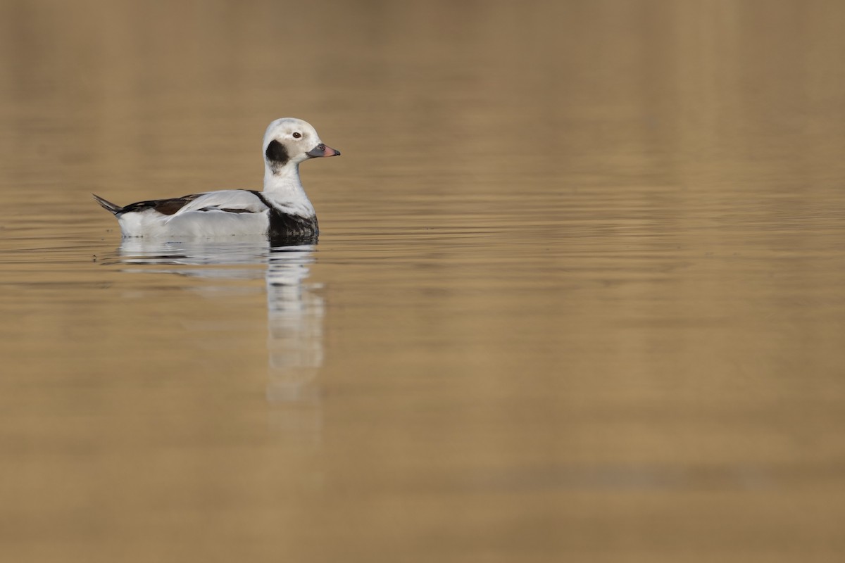 Long-tailed Duck - ML614590569