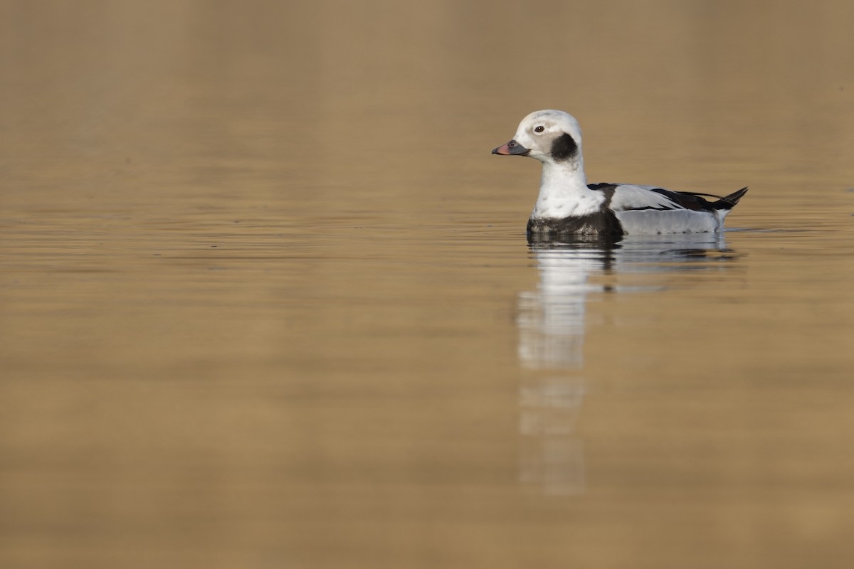 Long-tailed Duck - ML614590570