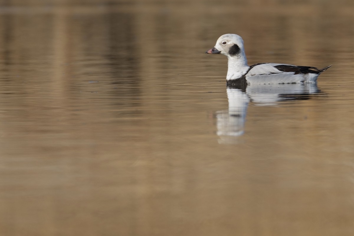 Long-tailed Duck - ML614590572