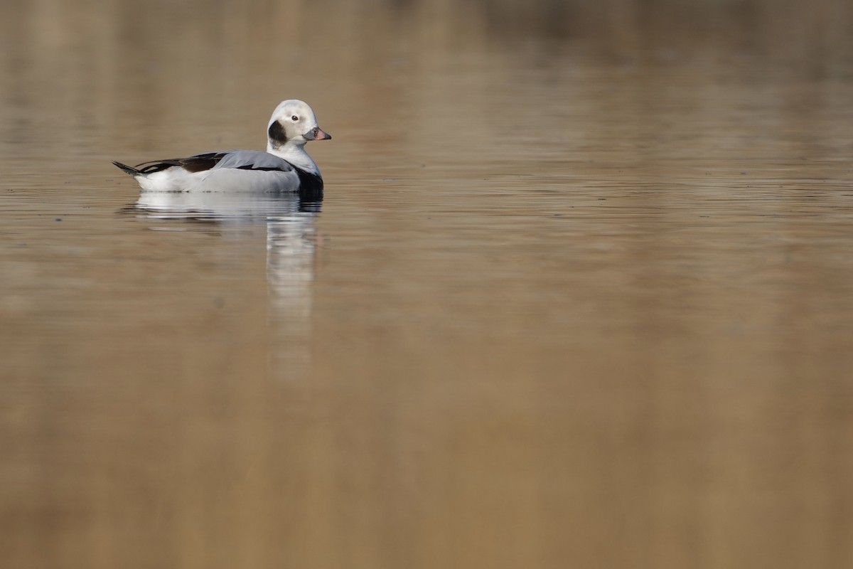 Long-tailed Duck - ML614590573
