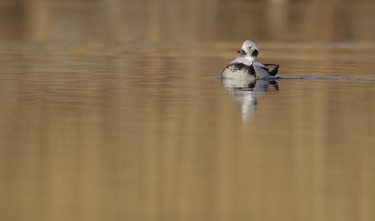Long-tailed Duck - ML614590575