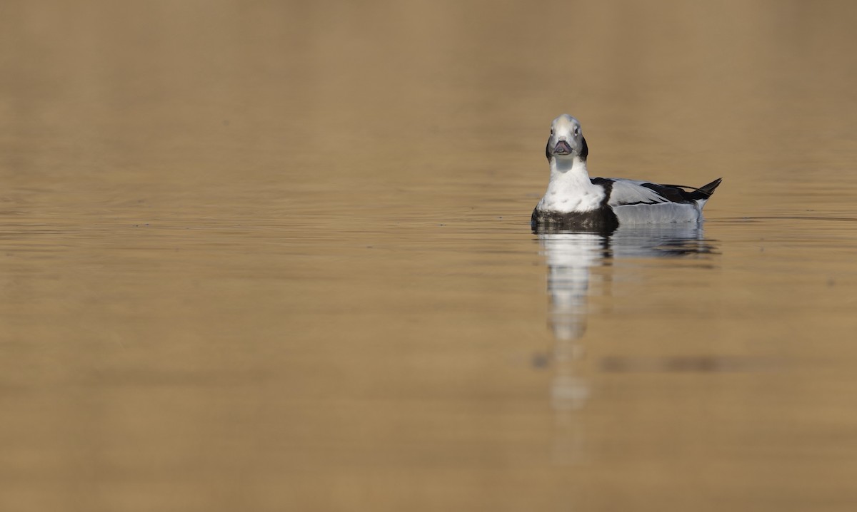 Long-tailed Duck - ML614590576