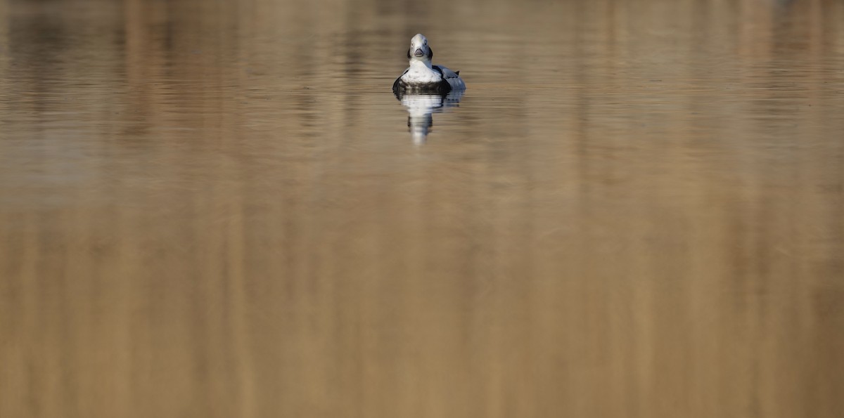 Long-tailed Duck - LiCheng Wang